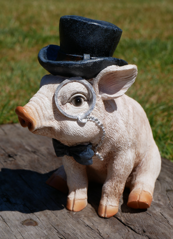 Animals - Pigs