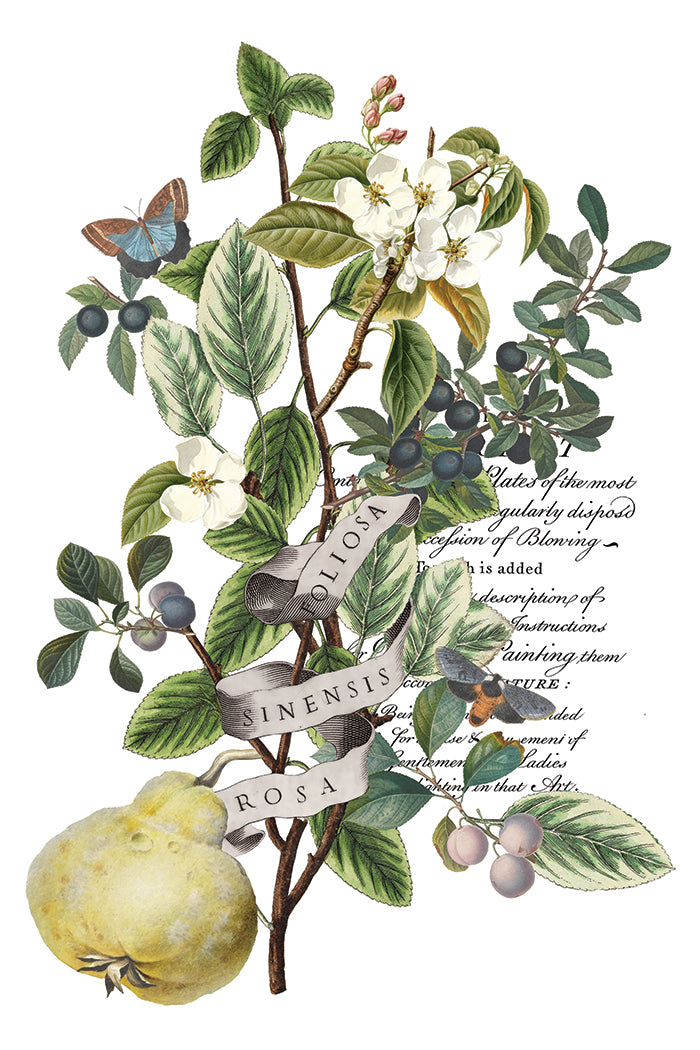 Iron Orchid Designs - Clementine - Furniture Decor Transfer Pad ***Limited Edition***