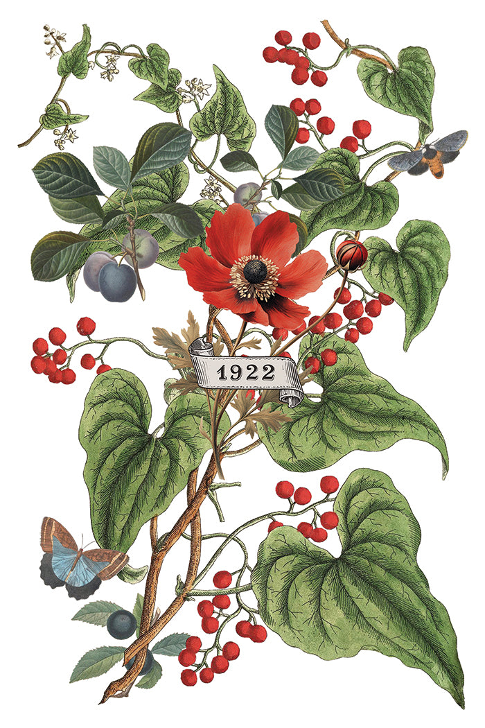 Iron Orchid Designs - Clementine - Furniture Decor Transfer Pad ***Limited Edition***