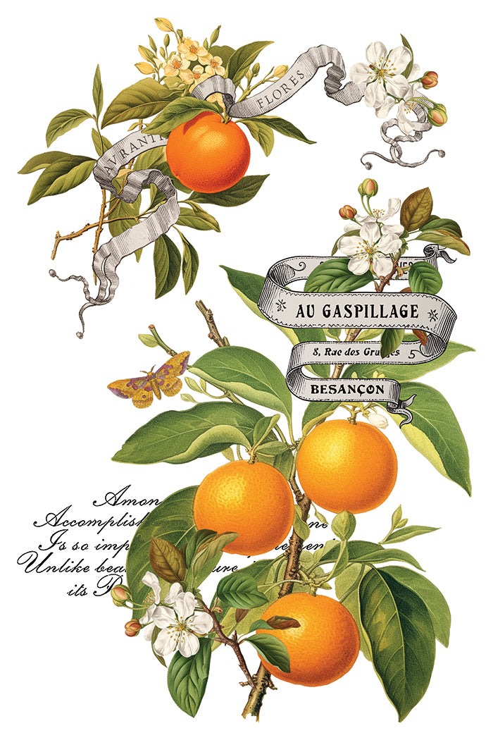 Iron Orchid Designs - Clementine - Furniture Decor Transfer Pad ***Limited Edition***