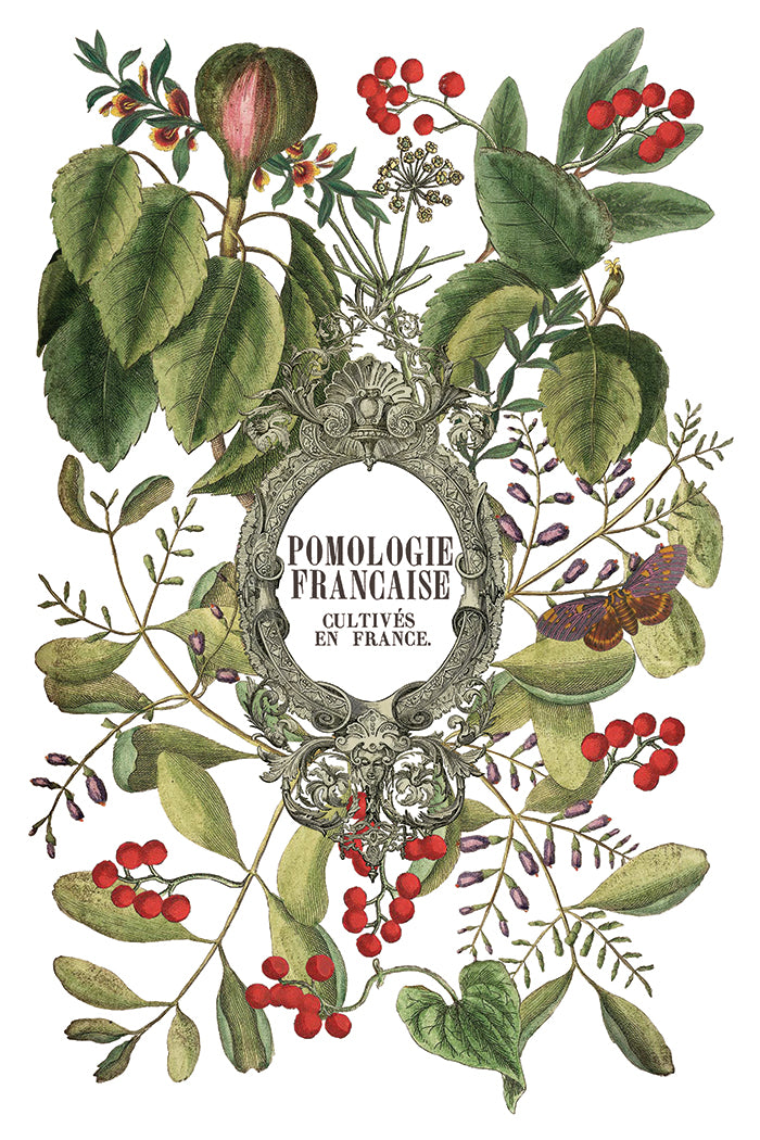Iron Orchid Designs - Clementine - Furniture Decor Transfer Pad ***Limited Edition***