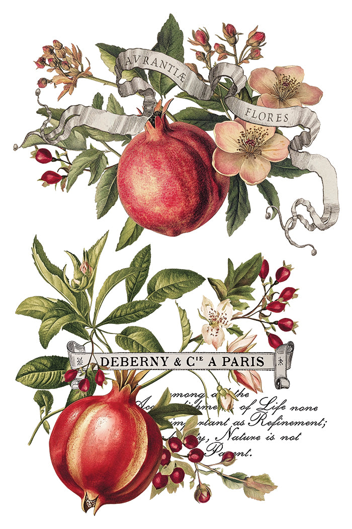Iron Orchid Designs - Clementine - Furniture Decor Transfer Pad ***Limited Edition***