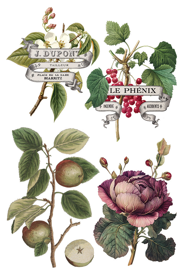 Iron Orchid Designs - Clementine - Furniture Decor Transfer Pad ***Limited Edition***