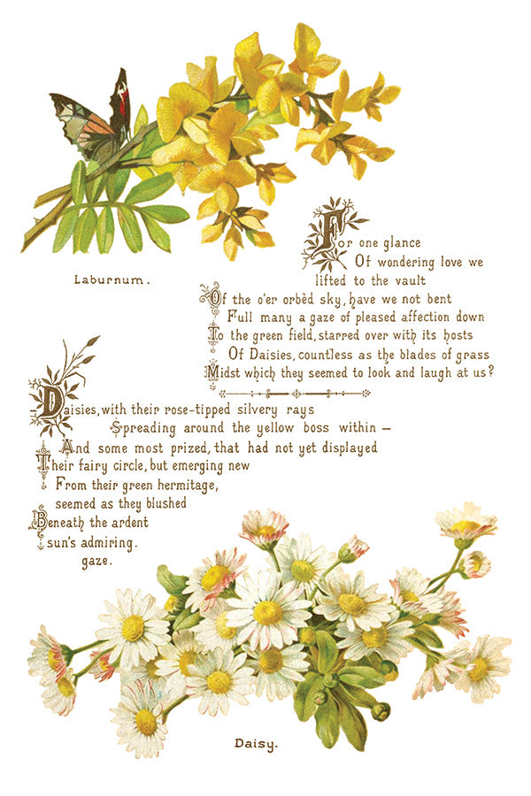 Iron Orchid Designs - Lover of Flowers - Furniture Decor Transfer Pad