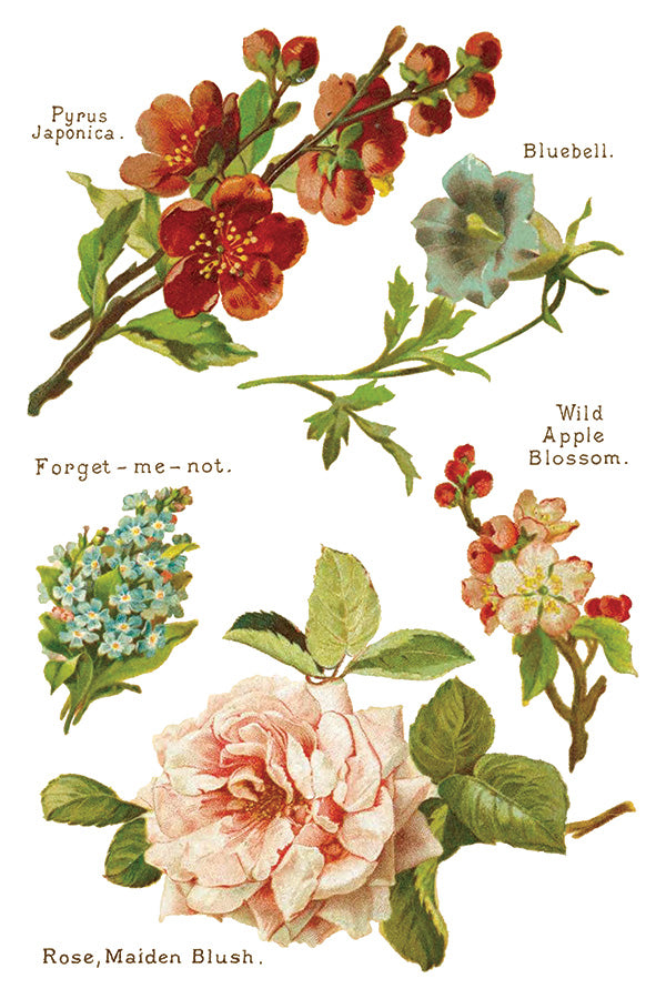 Iron Orchid Designs - Lover of Flowers - Furniture Decor Transfer Pad