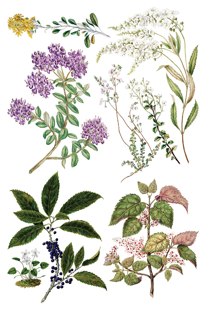 Iron Orchid Designs - Sarah Featon's Botanicals - Furniture Decor Transfer Pad