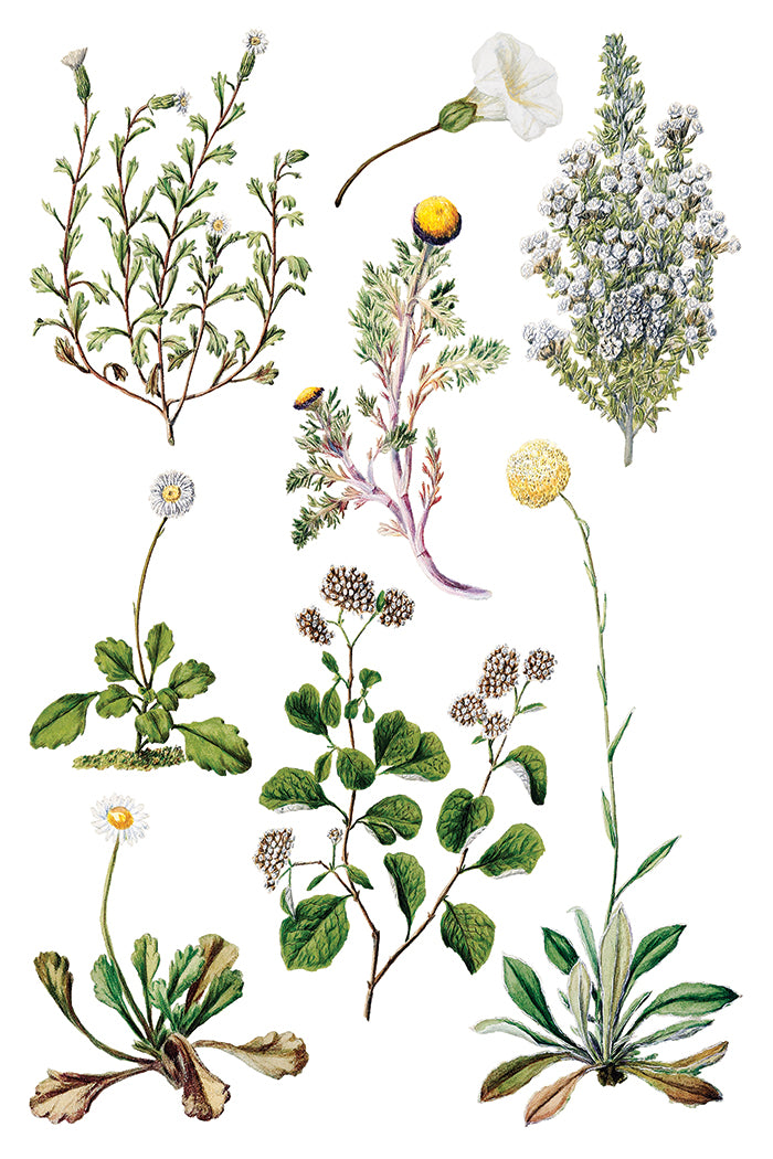 Iron Orchid Designs - Sarah Featon's Botanicals - Furniture Decor Transfer Pad