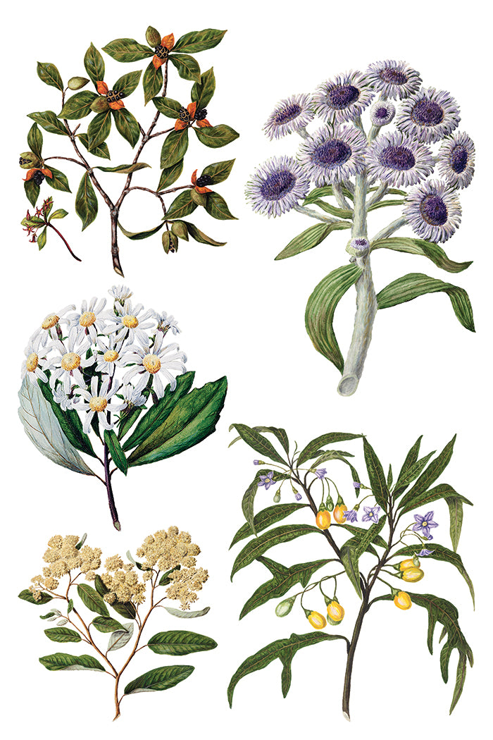 Iron Orchid Designs - Sarah Featon's Botanicals - Furniture Decor Transfer Pad