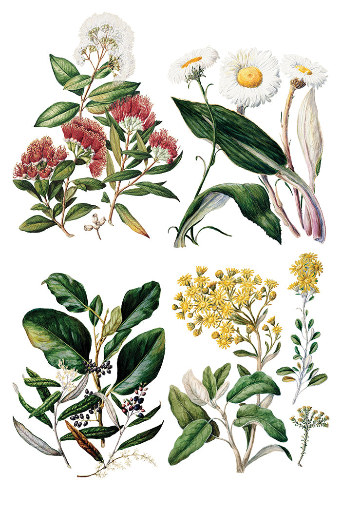 Iron Orchid Designs - Sarah Featon's Botanicals - Furniture Decor Transfer Pad