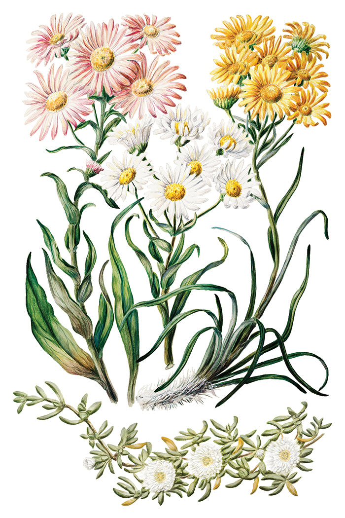 Iron Orchid Designs - Sarah Featon's Botanicals - Furniture Decor Transfer Pad