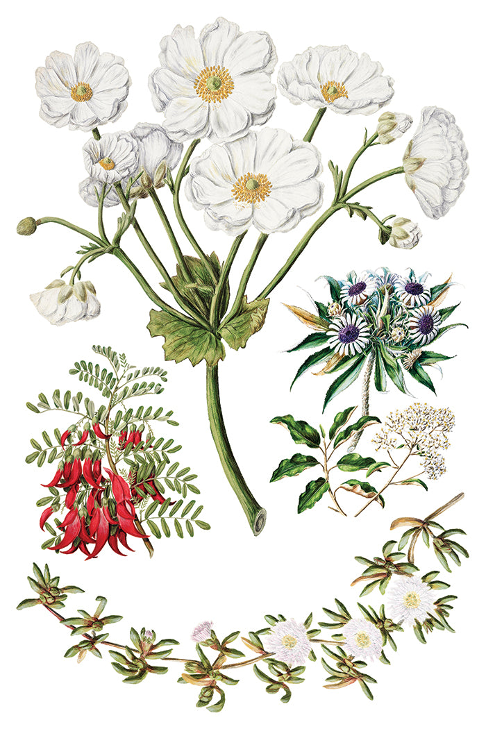 Iron Orchid Designs - Sarah Featon's Botanicals - Furniture Decor Transfer Pad