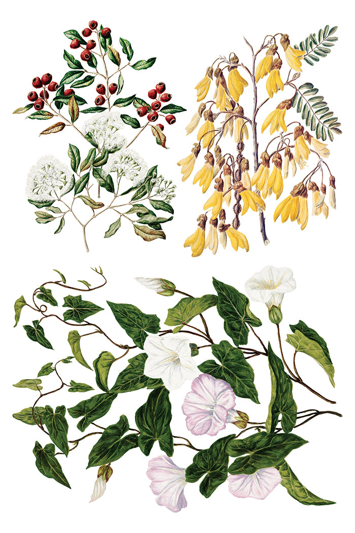 Iron Orchid Designs - Sarah Featon's Botanicals - Furniture Decor Transfer Pad