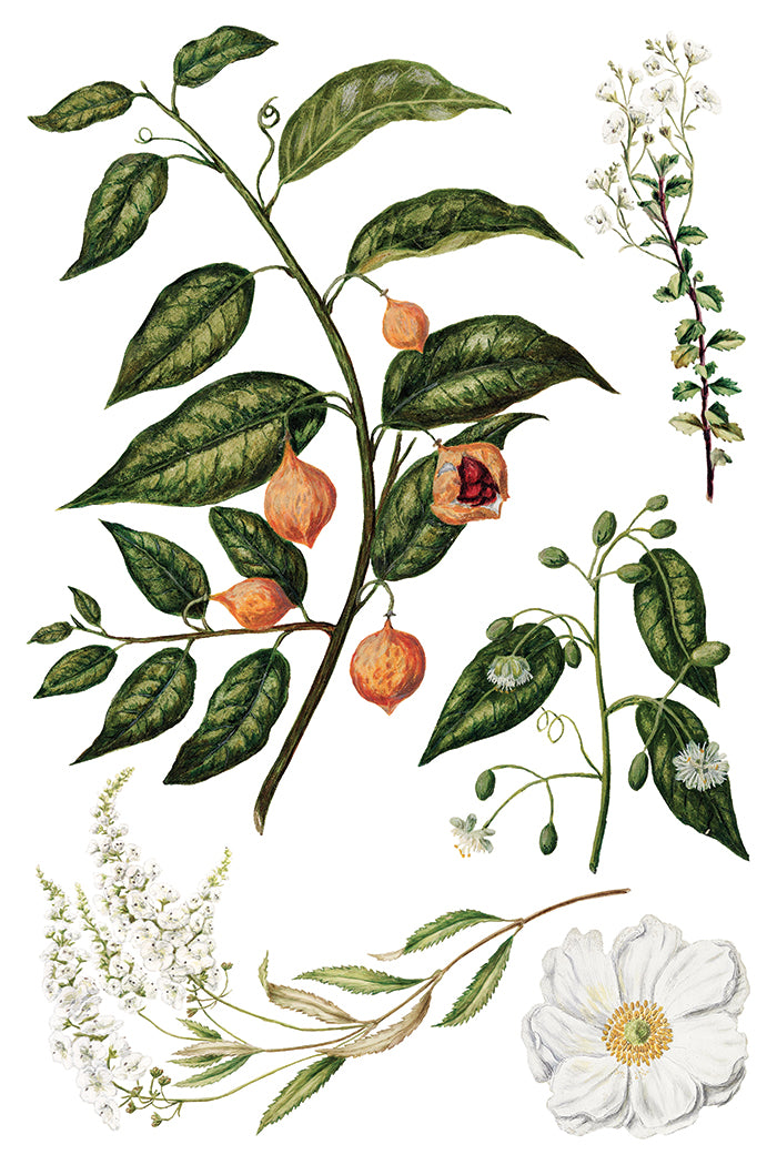 Iron Orchid Designs - Sarah Featon's Botanicals - Furniture Decor Transfer Pad