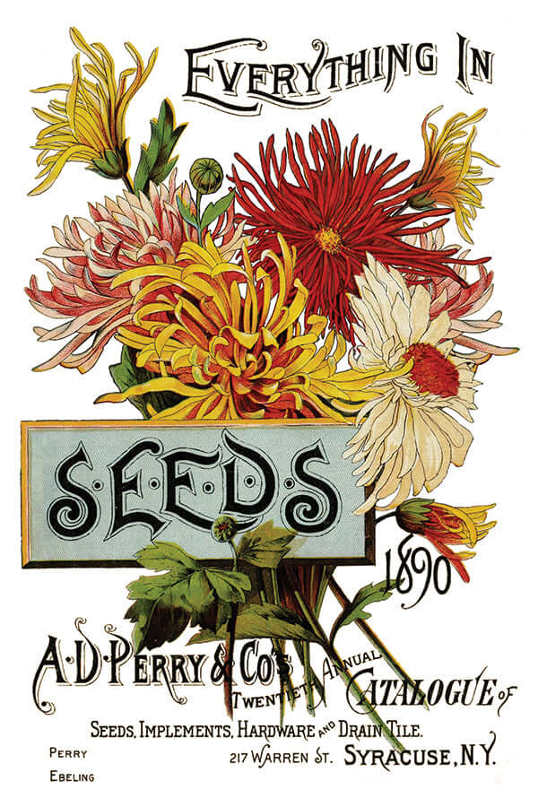 Brightly coloured seed packets on Iron Orchid Designs Seed Catalogue Transfer sheet one