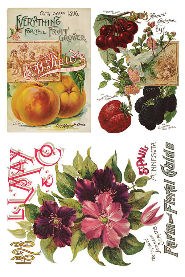 Brightly coloured seed packets on Iron Orchid Designs Seed Catalogue Transfer sheet two