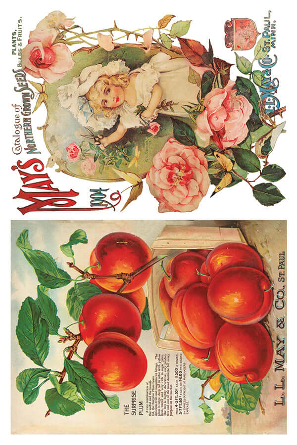 Brightly coloured seed packets on Iron Orchid Designs Seed Catalogue Transfer sheet three