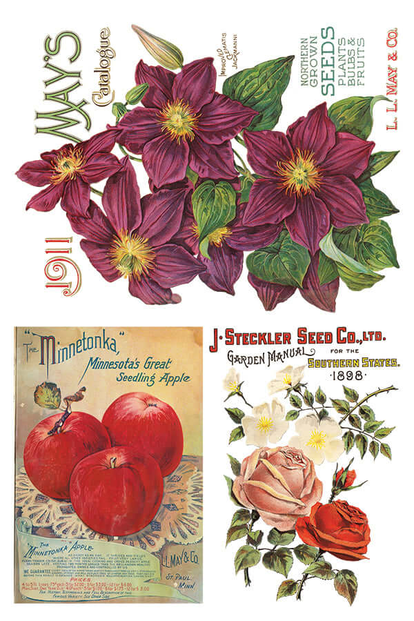 Brightly coloured seed packets on Iron Orchid Designs Seed Catalogue Transfer sheet four