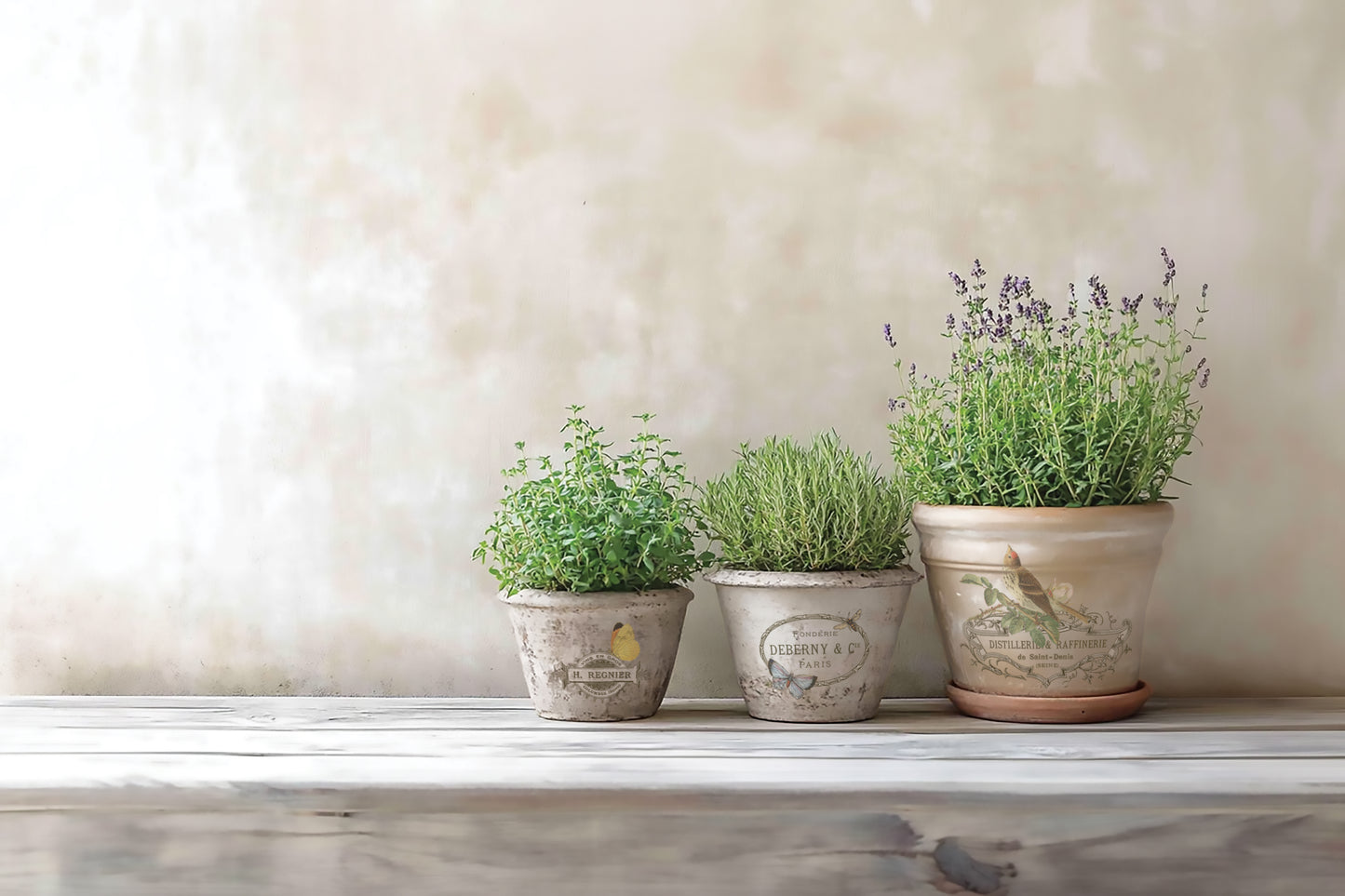 Three potted plants on a windowsill with a neutral background all decorated with By Any Other Name Transfer from Iron Orchid Designs