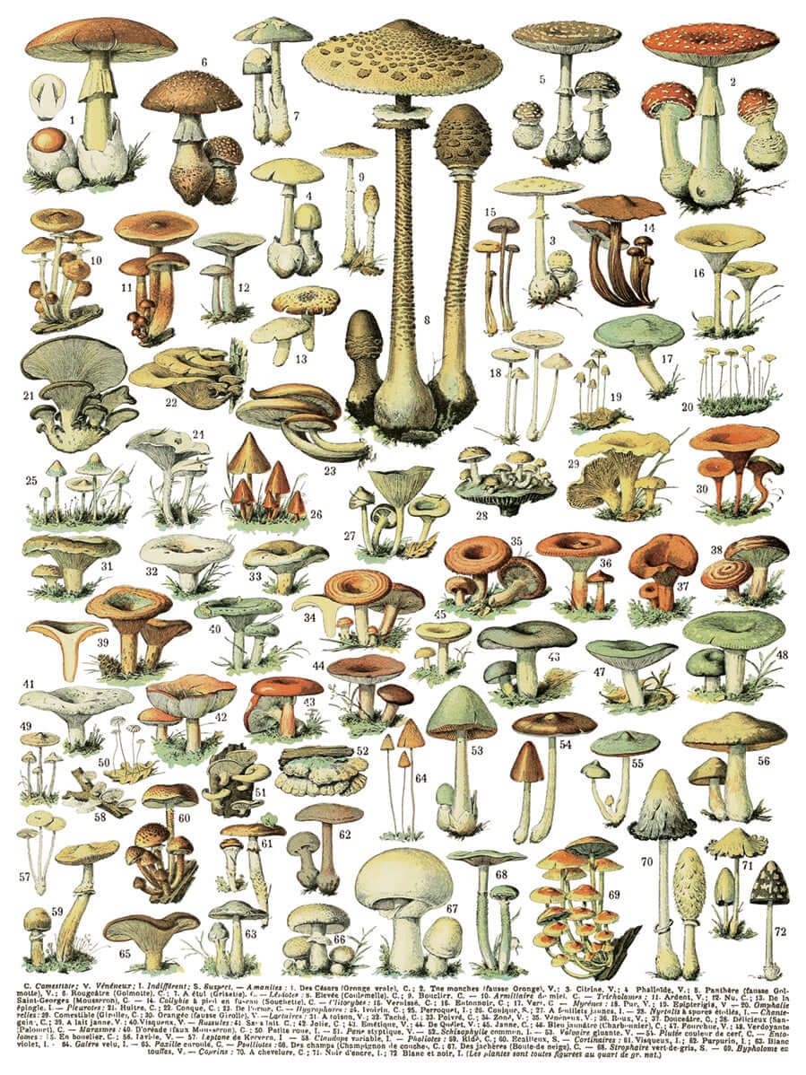 Iron Orchid Designs Millot's Pages Transfer fungi on a white background
