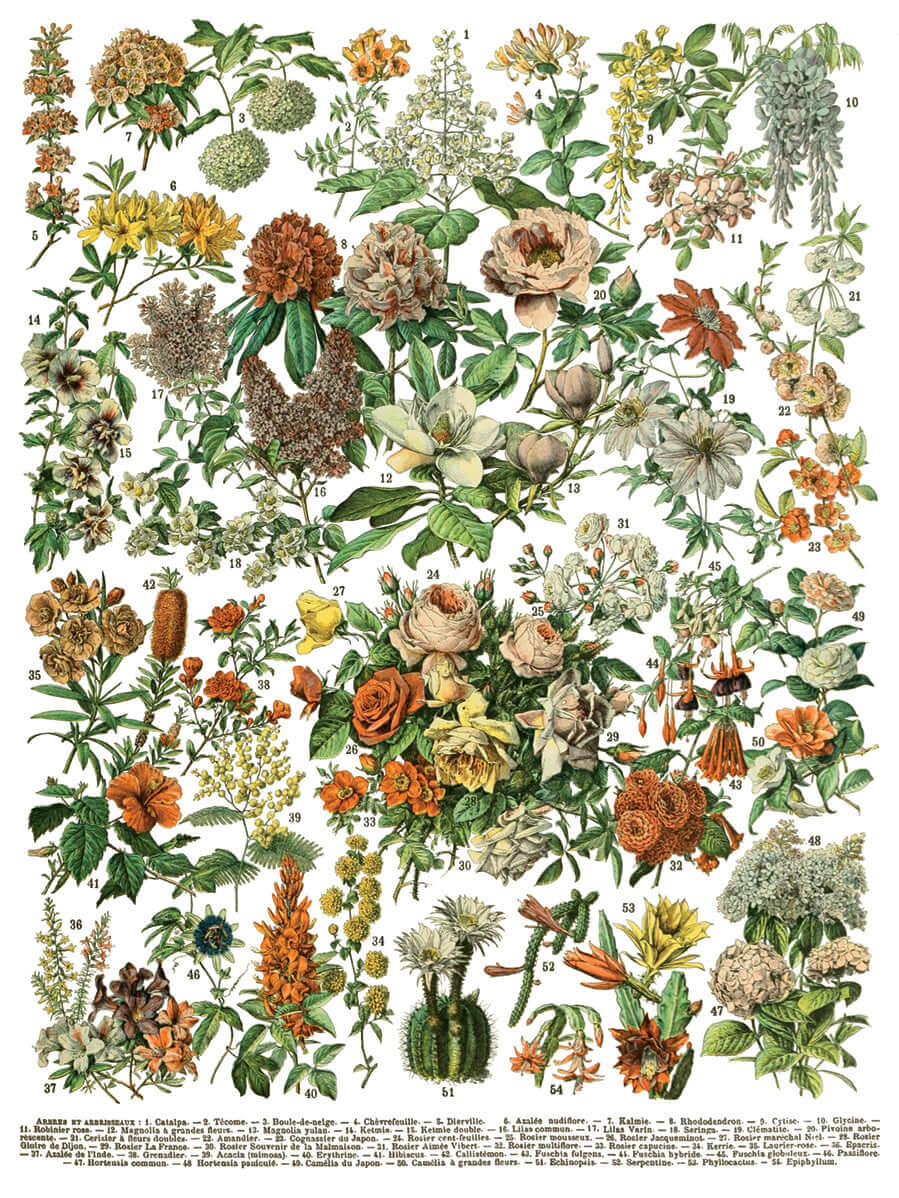 Iron Orchid Designs Millot's Pages Transfer flowers on a white background
