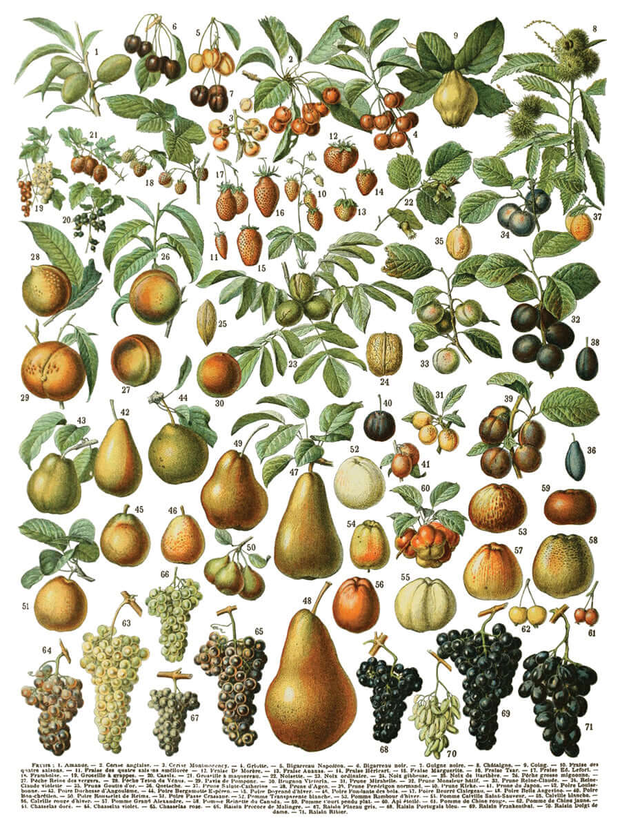 Iron Orchid Designs Millot's Pages Transfer vegetable on a white background