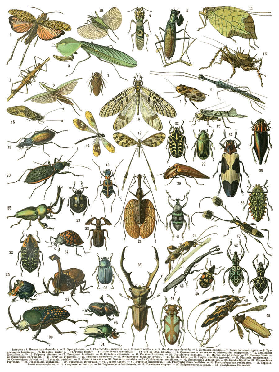 Iron Orchid Designs Millot's Pages Transfer bugs and insects on a white background
