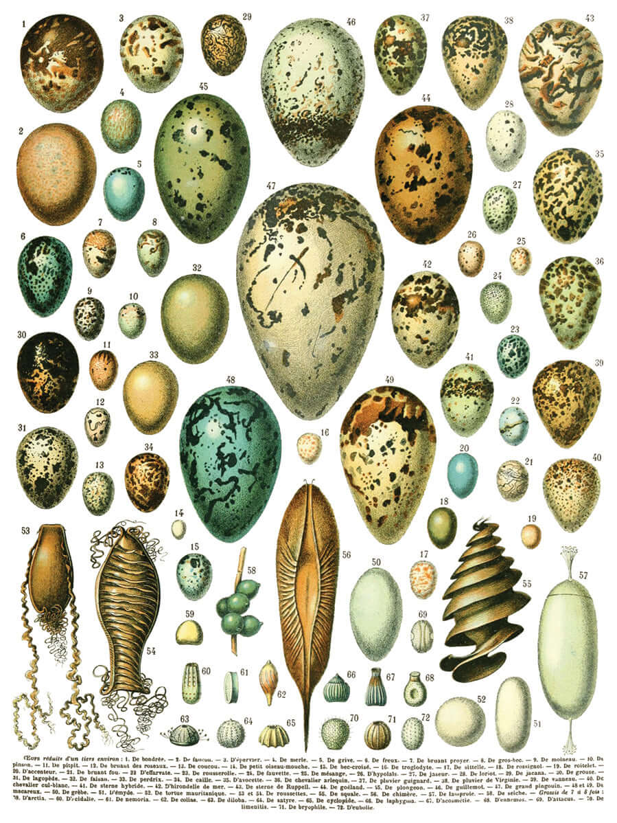 Iron Orchid Designs Millot's Pages Transfer birds' eggs on a white background