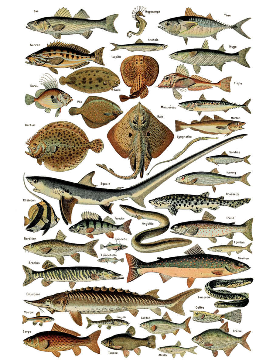 Iron Orchid Designs Millot's Pages Transfer fish on a white background
