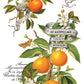 Iron Orchid Designs - Clementine - Furniture Decor Transfer Pad ***Limited Edition***