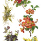 Iron Orchid Designs - Catharina - Furniture Decor Transfer Pad