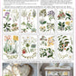 Iron Orchid Designs - Sarah Featon's Botanicals - Furniture Decor Transfer Pad