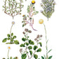 Iron Orchid Designs - Sarah Featon's Botanicals - Furniture Decor Transfer Pad