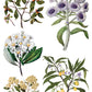 Iron Orchid Designs - Sarah Featon's Botanicals - Furniture Decor Transfer Pad