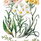 Iron Orchid Designs - Sarah Featon's Botanicals - Furniture Decor Transfer Pad