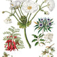 Iron Orchid Designs - Sarah Featon's Botanicals - Furniture Decor Transfer Pad