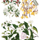 Iron Orchid Designs - Sarah Featon's Botanicals - Furniture Decor Transfer Pad
