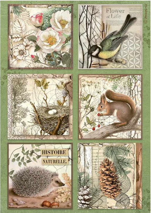 Forest 6 Cards - Stamperia - Rice Papers A4