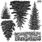 Black and white vintage-style illustration of four different Christmas evergreen trees with decorative text reading 'CHRISTMAS EVERGREENS' and 'Winter Grove' in the upper right. From Iron Orchid Designs.