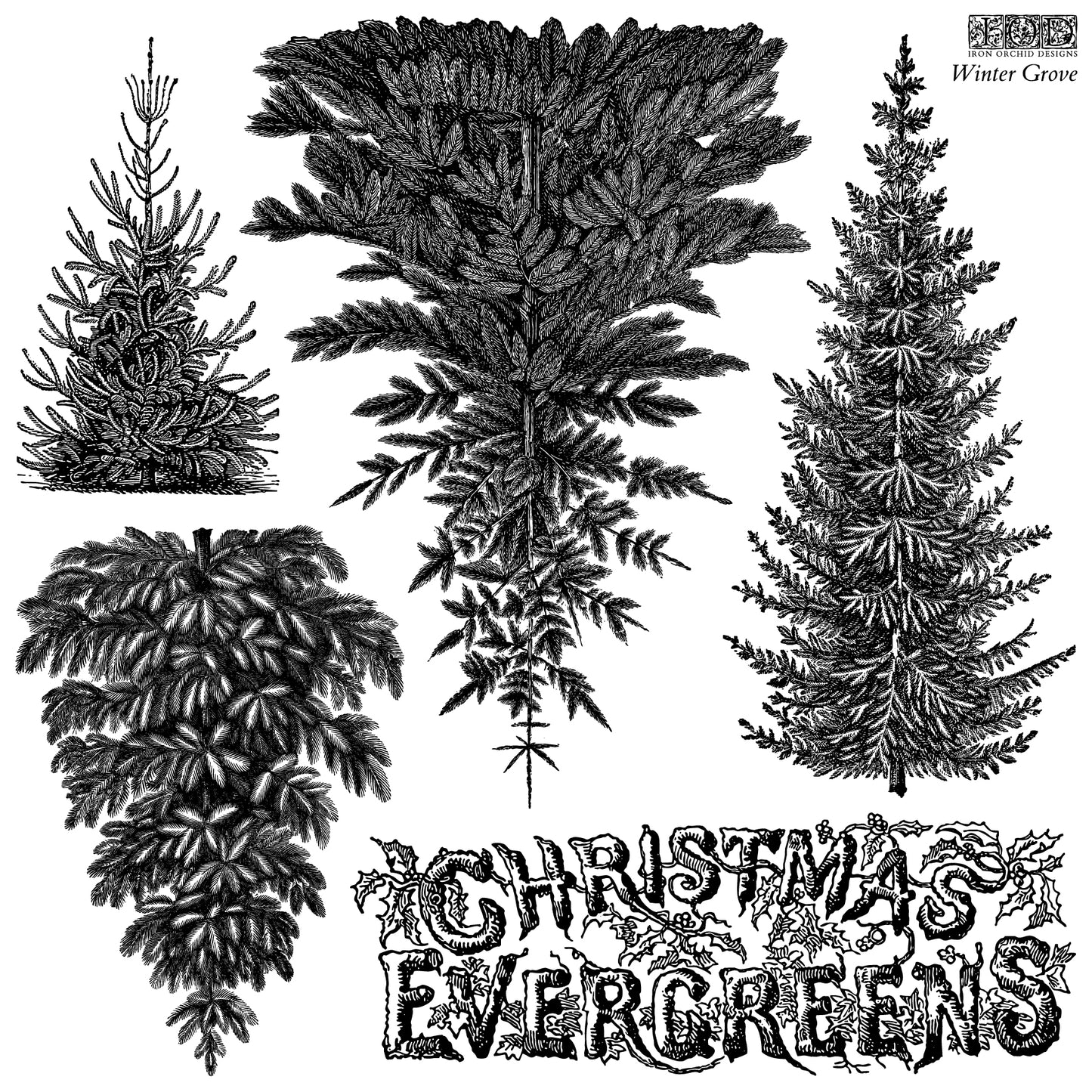 Black and white vintage-style illustration of four different Christmas evergreen trees with decorative text reading 'CHRISTMAS EVERGREENS' and 'Winter Grove' in the upper right. From Iron Orchid Designs.