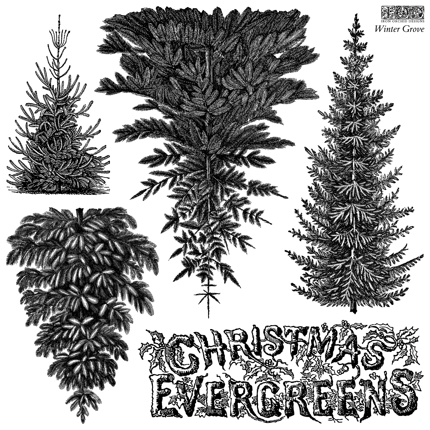 Black and white vintage-style illustration of four different Christmas evergreen trees with decorative text reading 'CHRISTMAS EVERGREENS' and 'Winter Grove' in the upper right. From Iron Orchid Designs.