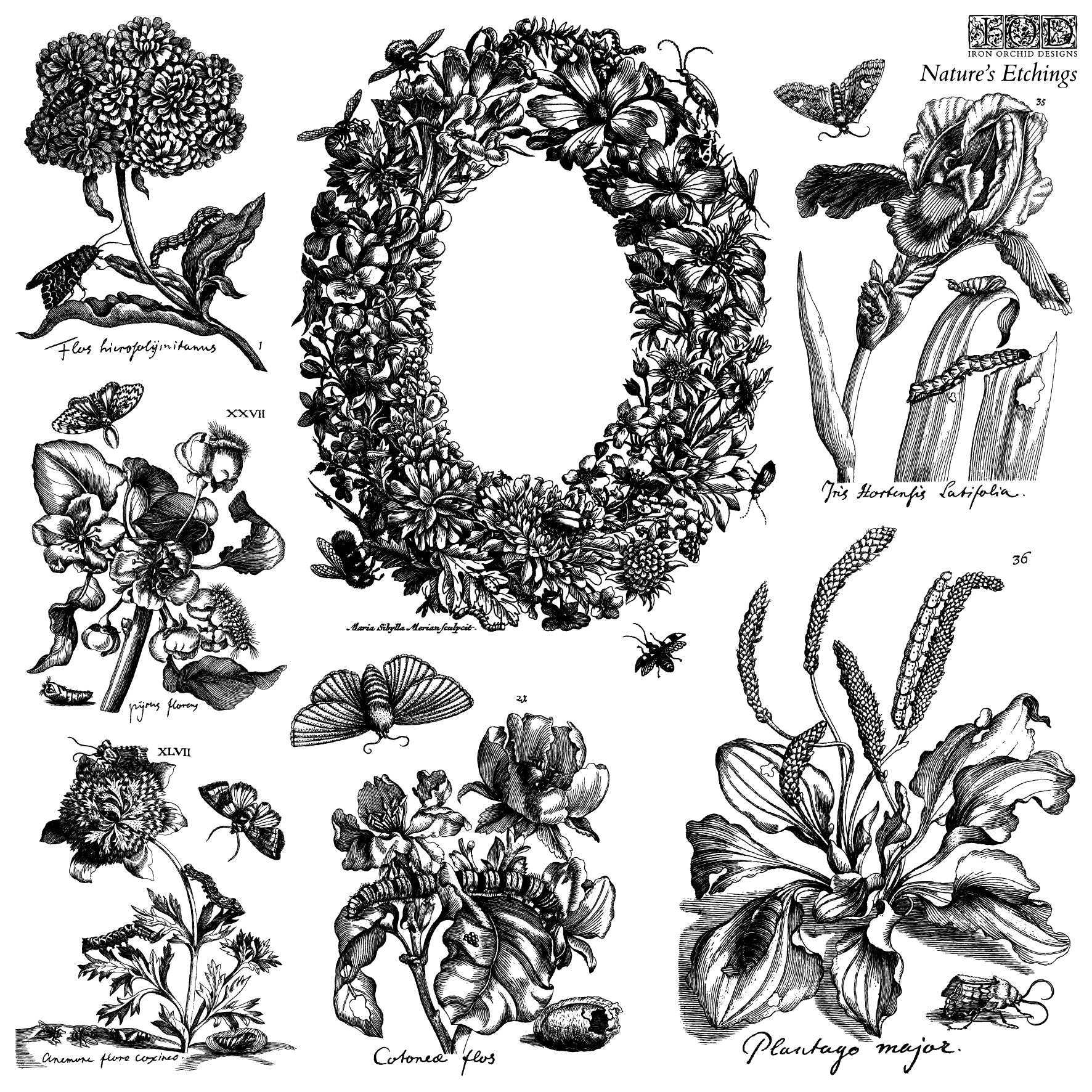 Illustrative stamps  of flowers, plants, and butterflies in black and white on a white background from Iron Orchid Designs Nature's Etchings stamp.