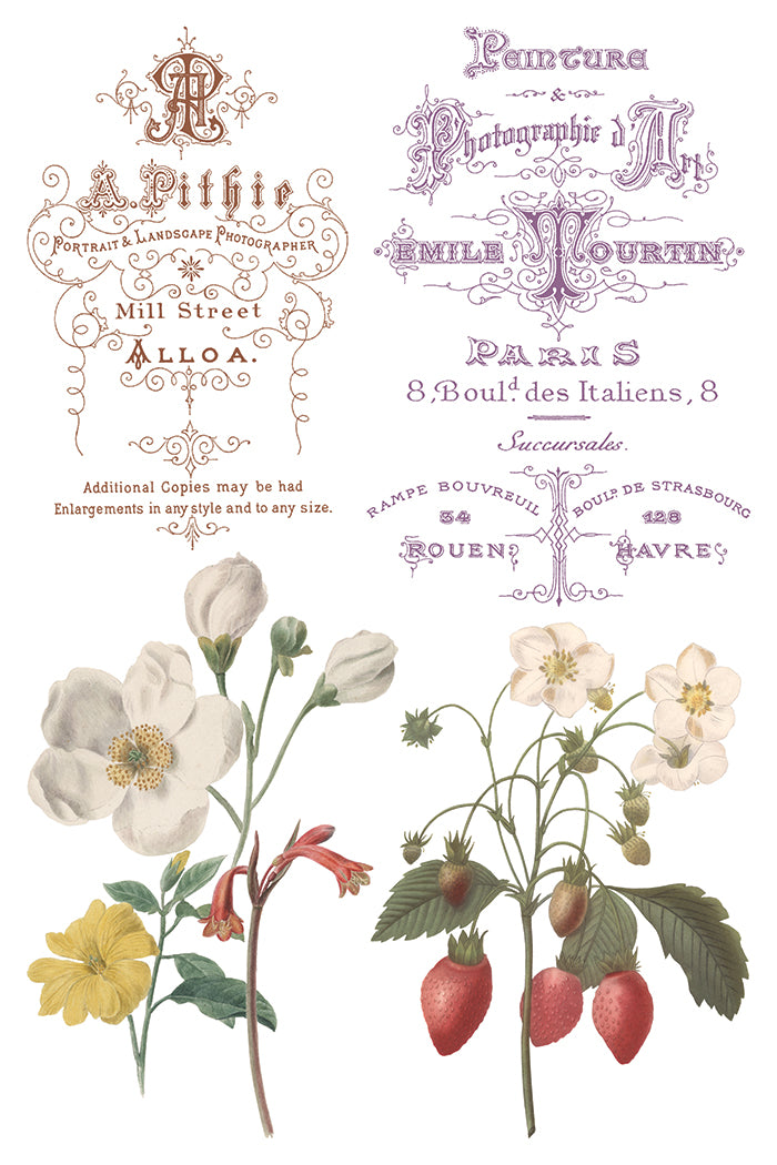 Iron Orchid Designs - Saint Ouen  - Furniture Decor Transfer Pad ***Spring Release 2026***