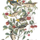 Vintage-style bird illustration print featuring several small birds perched on leafy branches with red berries, plus the text 'LA PORTE S. MARTIN' and postmark elements on a white background. From Iron Orchid Designs