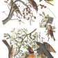 Vintage-style bird illustration print featuring multiple birds perched on branches with leaves and small red berries, arranged on a white background with handwritten text details. From Iron Orchid Designs