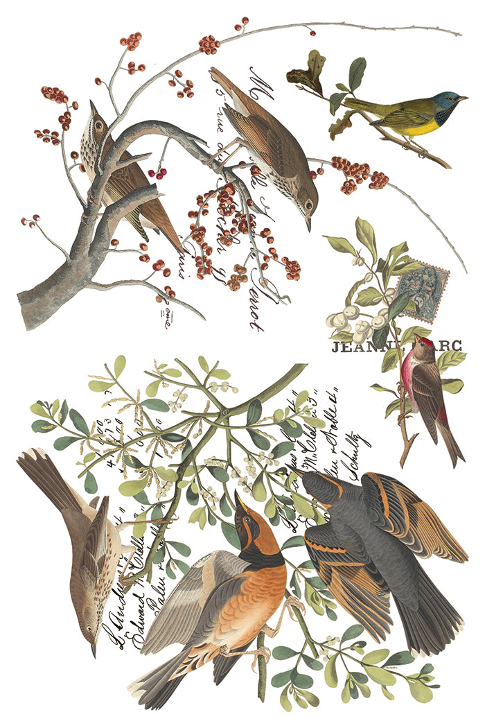 Vintage-style bird illustration print featuring multiple birds perched on branches with leaves and small red berries, arranged on a white background with handwritten text details. From Iron Orchid Designs