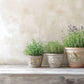 Three potted plants on a windowsill with a neutral background all decorated with By Any Other Name Transfer from Iron Orchid Designs