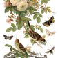 Vintage-style illustration with flowers, birds, and insects on a white background by Iron Orchid Designs