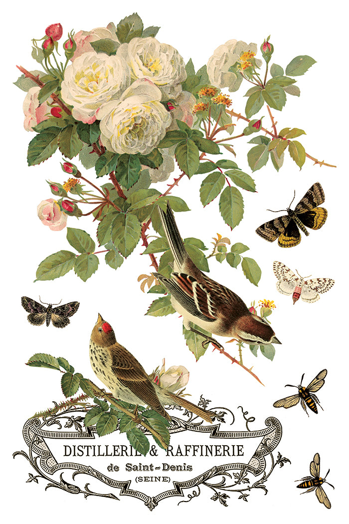 Vintage-style illustration with flowers, birds, and insects on a white background by Iron Orchid Designs