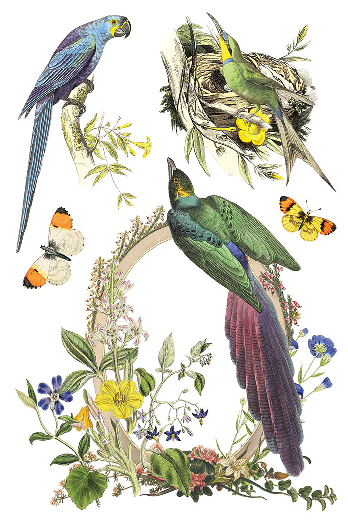 Illustration of birds, a nest, and butterflies with floral elements on a white background from Iron Orchid Designs