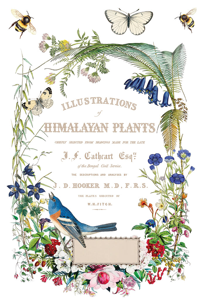 Illustrations of Himalayan plants with birds, butterflies, and flowers on a white background from Iron Orchid Designs